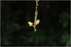 Fahrenheitia zeylanica